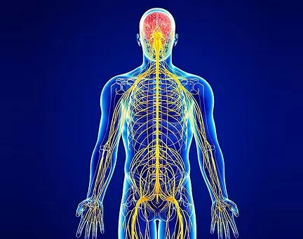 Sistema Nervoso e Cardiovascular