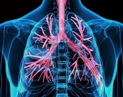 Sistema Respiratório