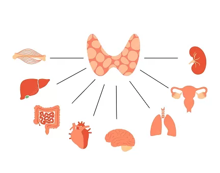 Metabolismo / Hormonas / Tiroide
